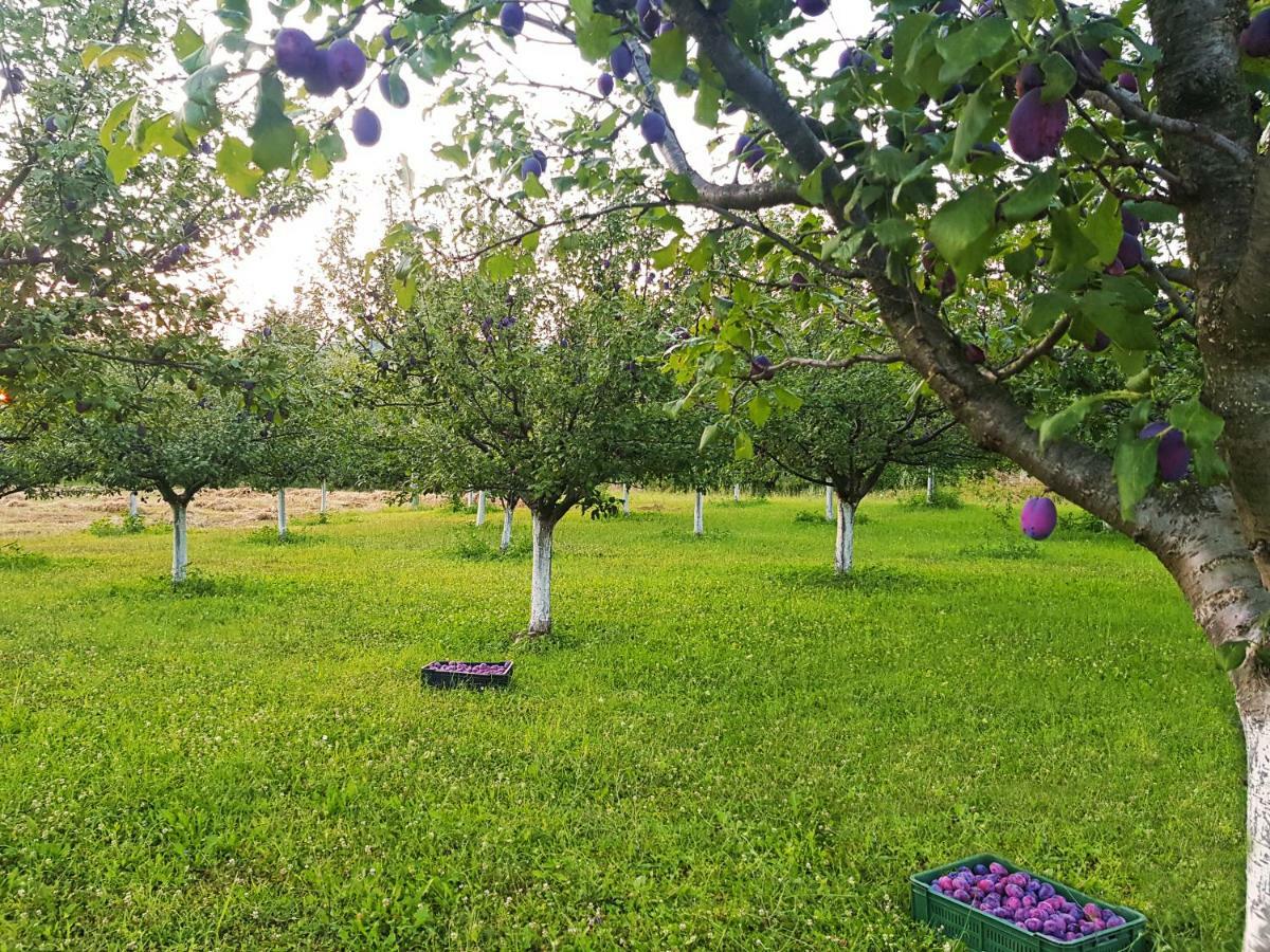 Green Apartments Kursumlija المظهر الخارجي الصورة